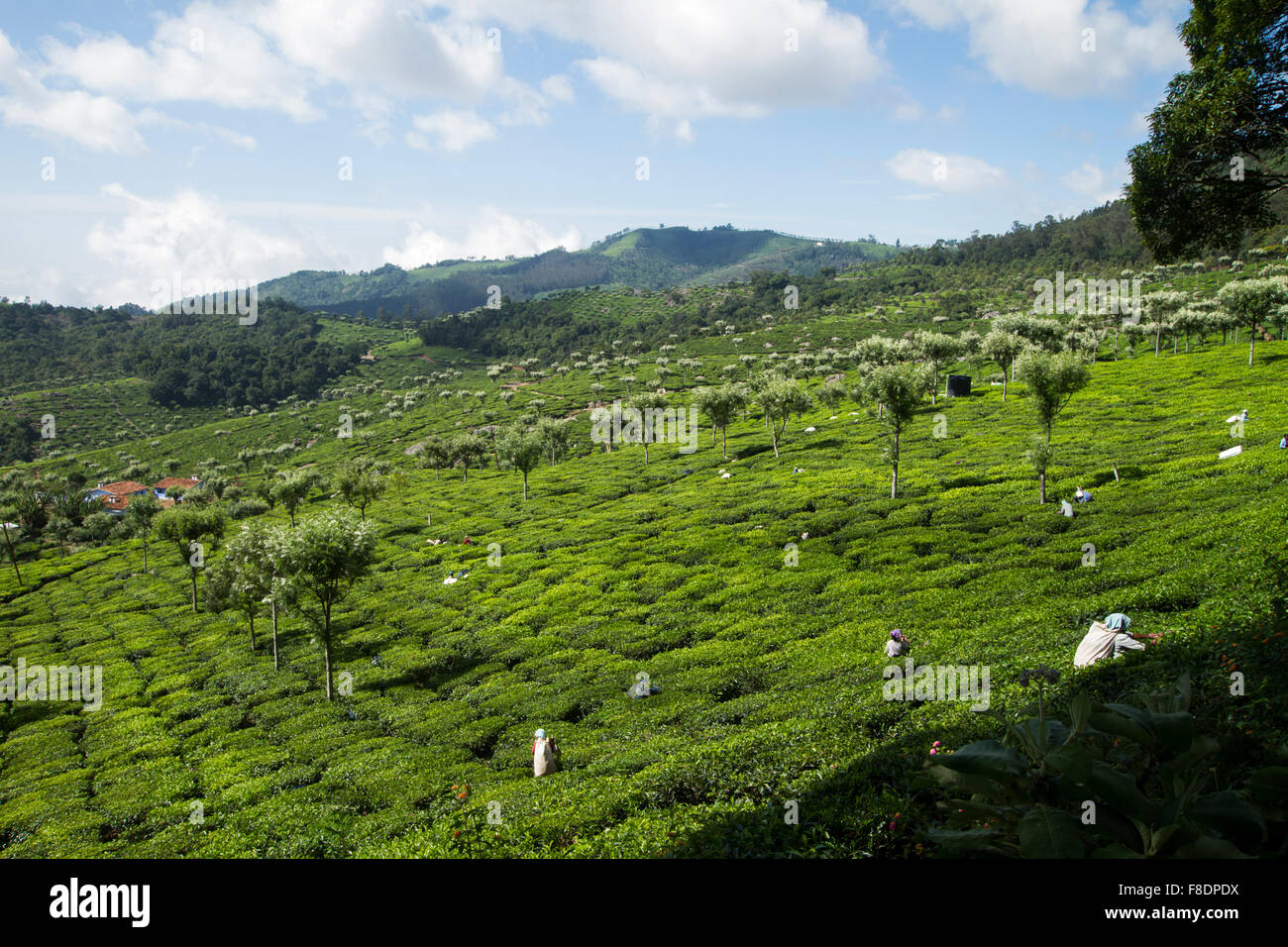 Teeplantage in Nilgiris in der Nähe von Ooty, Tamil Nadu, Indien Stockfoto