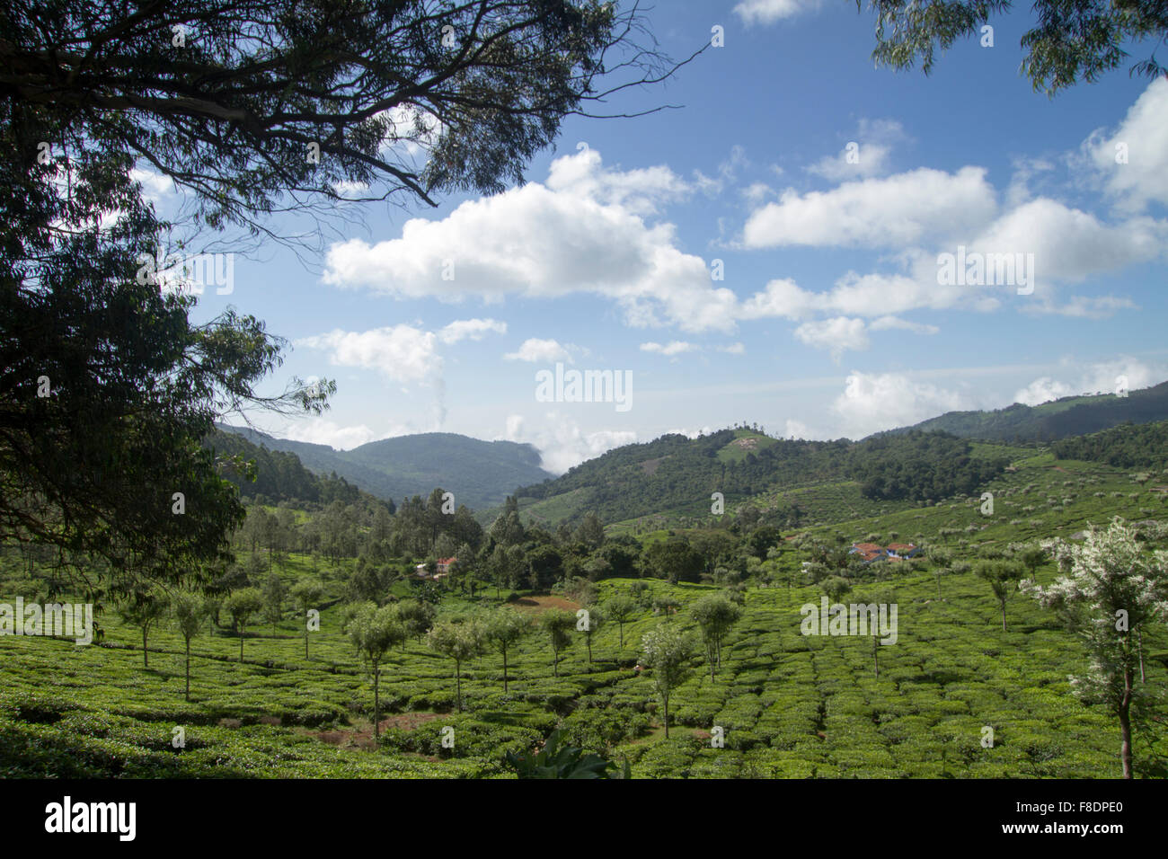 Landwirtschaftliche Flächen in Nilgiris in der Nähe von Ooty, Tamil Nadu, Indien Stockfoto