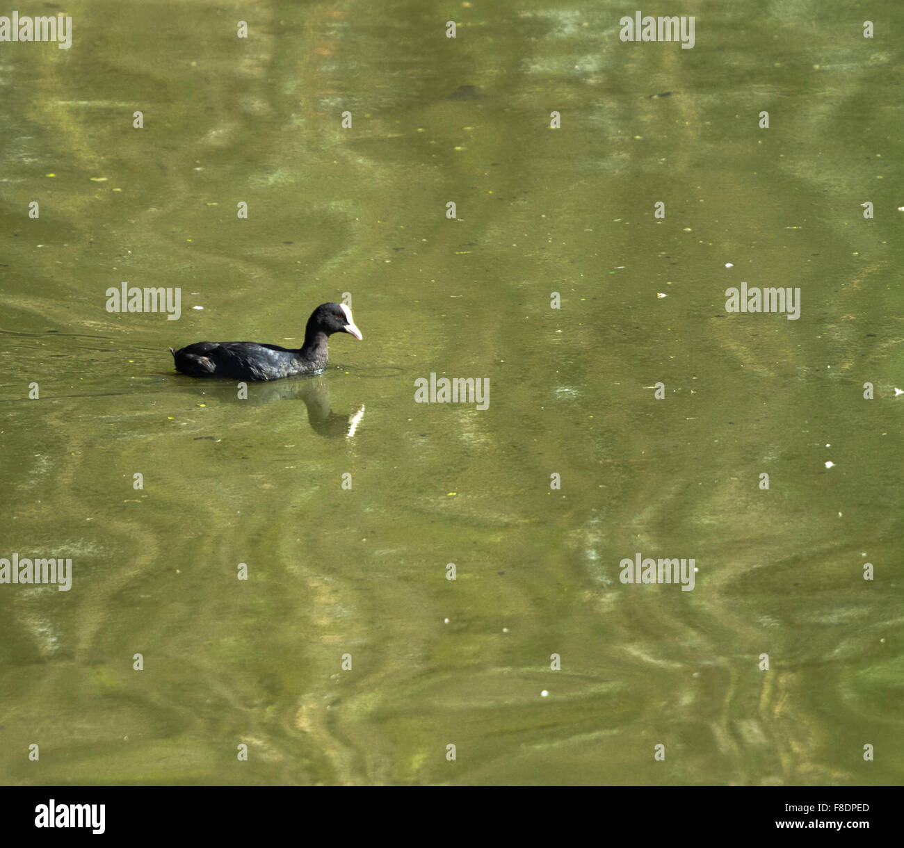 Eurasische Coot Blässhuhn, Fulica atra Stockfoto