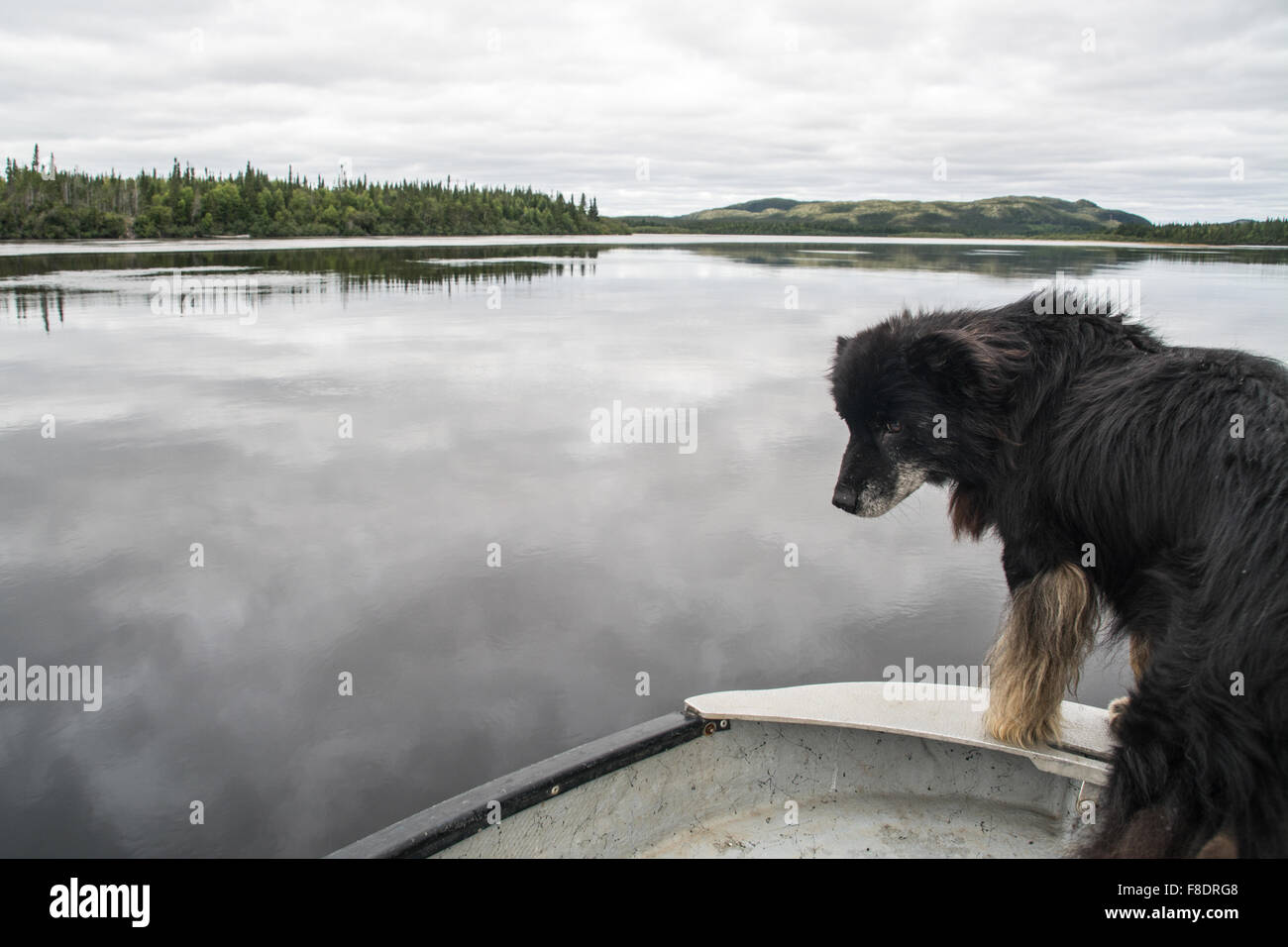 Ein Hund in ein Motorboot Führungsposten Flusses St. Augustine auf die  Lower North Shore in der Nähe des Innu First Nation Pakua Shipi, Quebec,  Kanada Stockfotografie - Alamy