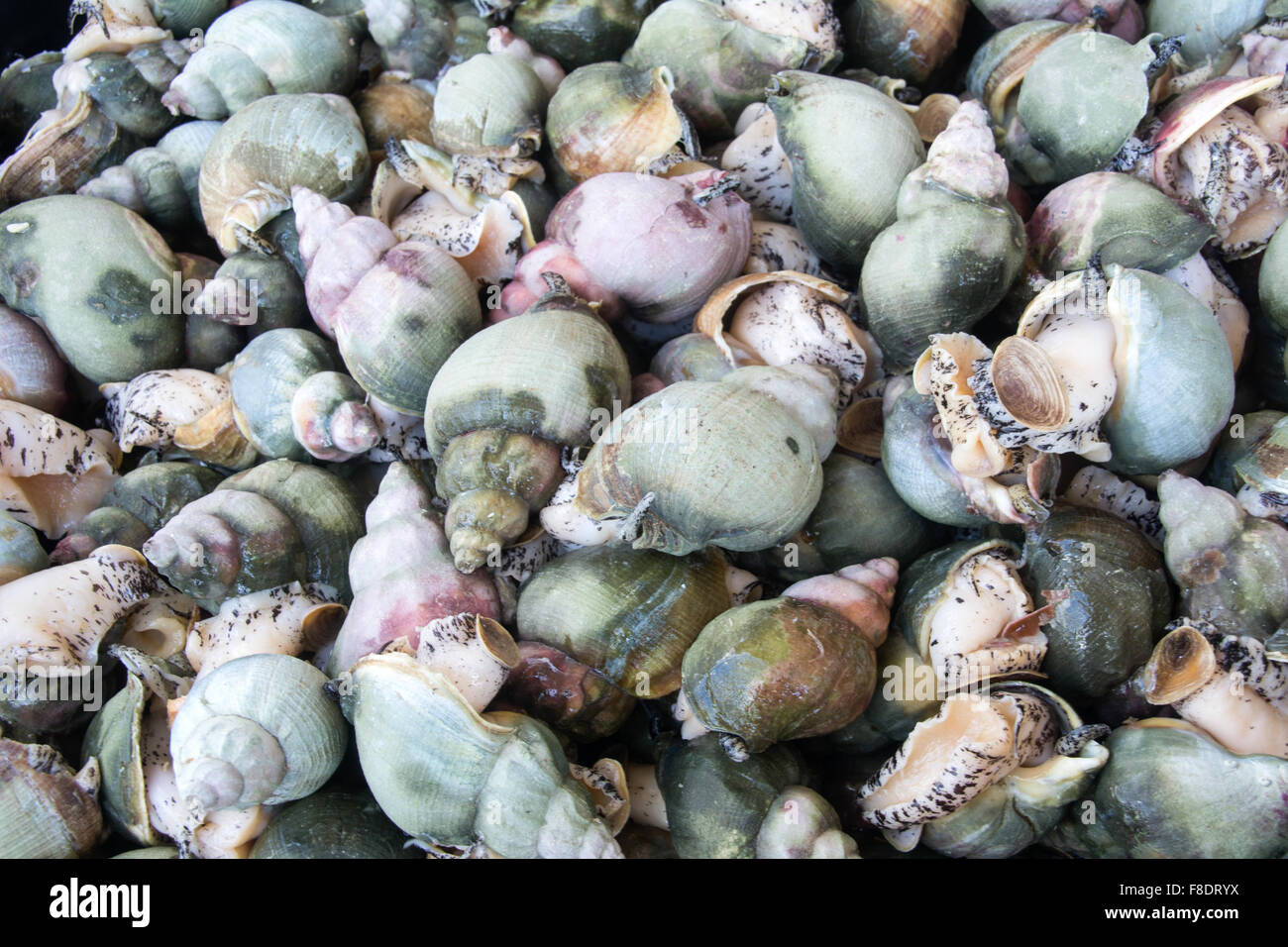 Frisch gefangen live essbare Meeresschnecken, auch genannt Wellhornschnecke, an eine Fischverarbeitungsfabrik in Blanc Sablon, Quebec, Kanada. Stockfoto