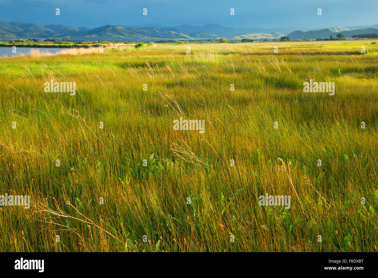 Wiese, See Helena Wildlife Management Area, Montana Stockfoto