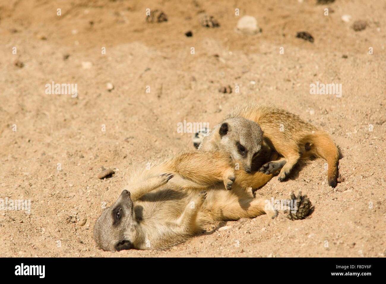 fröhlich und schön Surikata gehen über das eigene Geschäft im sand Stockfoto