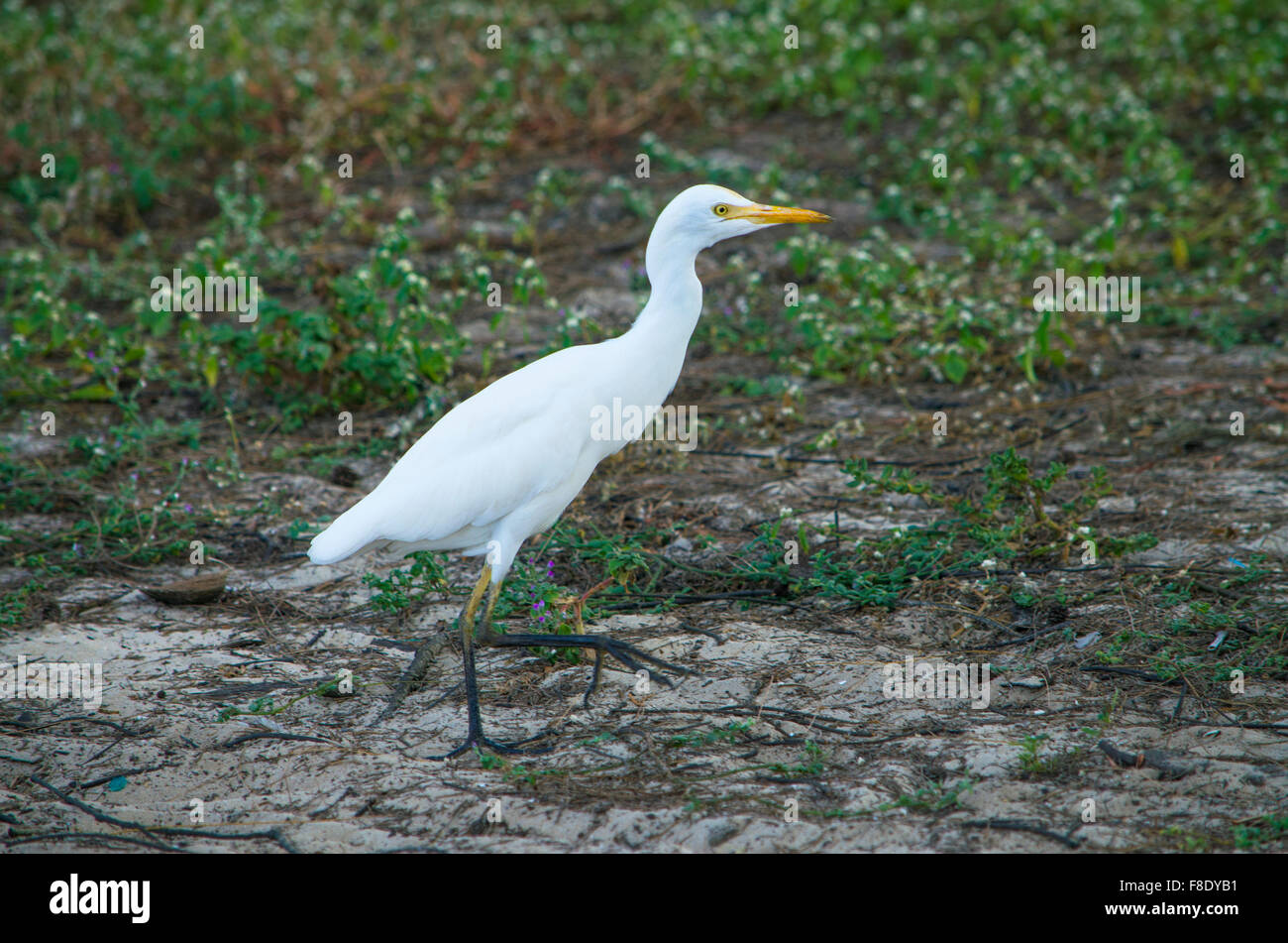 kleiner weißer Reiher, gefiederten, Marsh Vogel Vogel, Vogel, weiß, Sumpf, Fauna, tropischer Vogel, Tropen Stockfoto