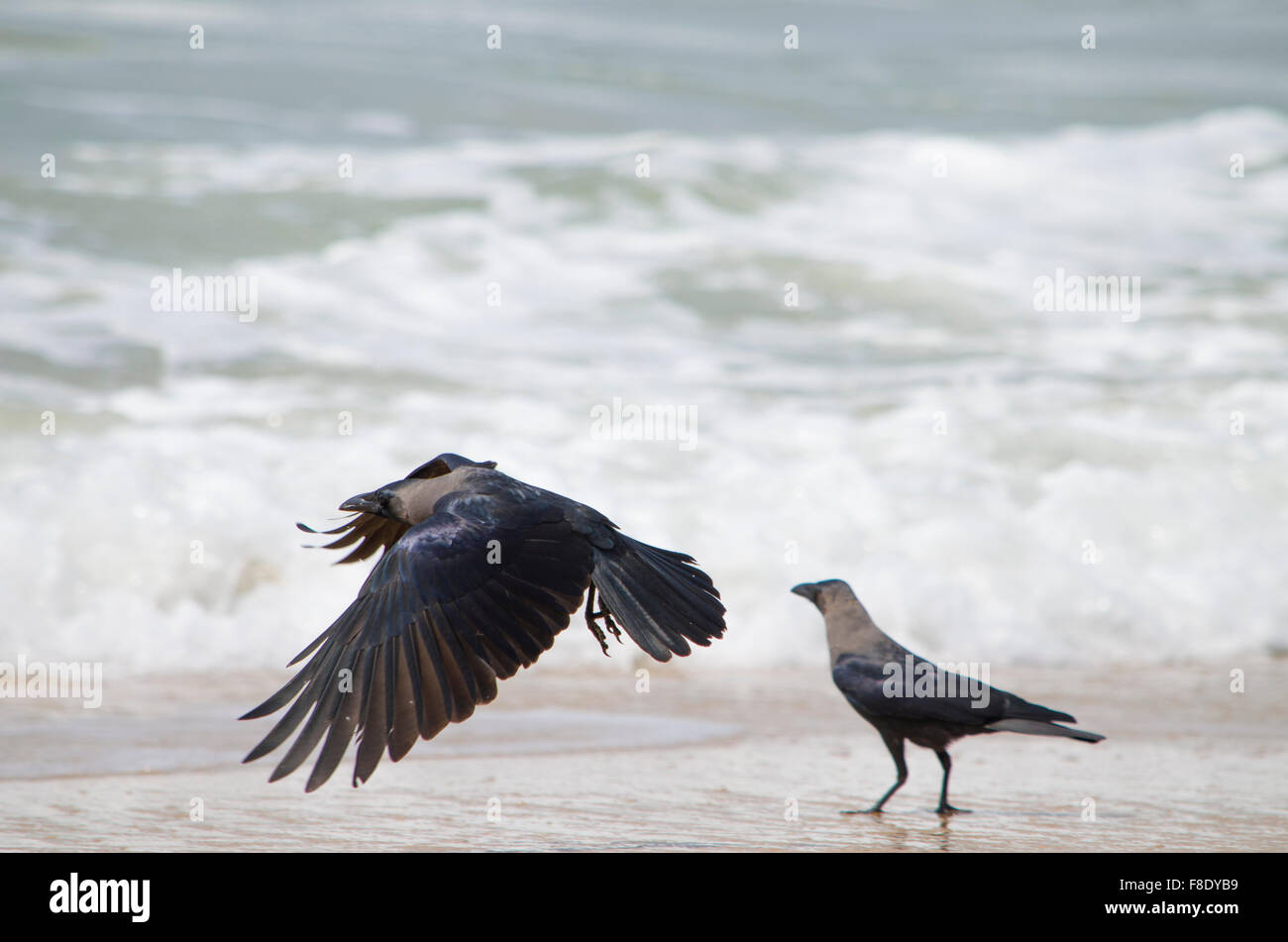 der Vogel fliegt eine rauchig-graue Krähe Stockfoto