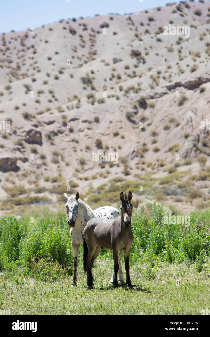 Esel und kleine Pferd im Feld Calingasta, Argentinien Stockfoto