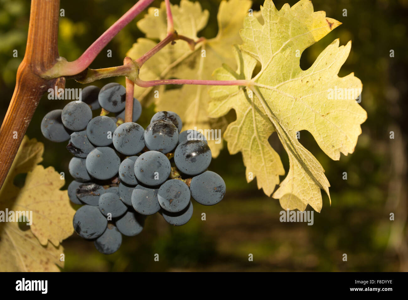 Reifen Thompson-Trauben am Rebstock, reif für die Ernte im Herbst Stockfoto