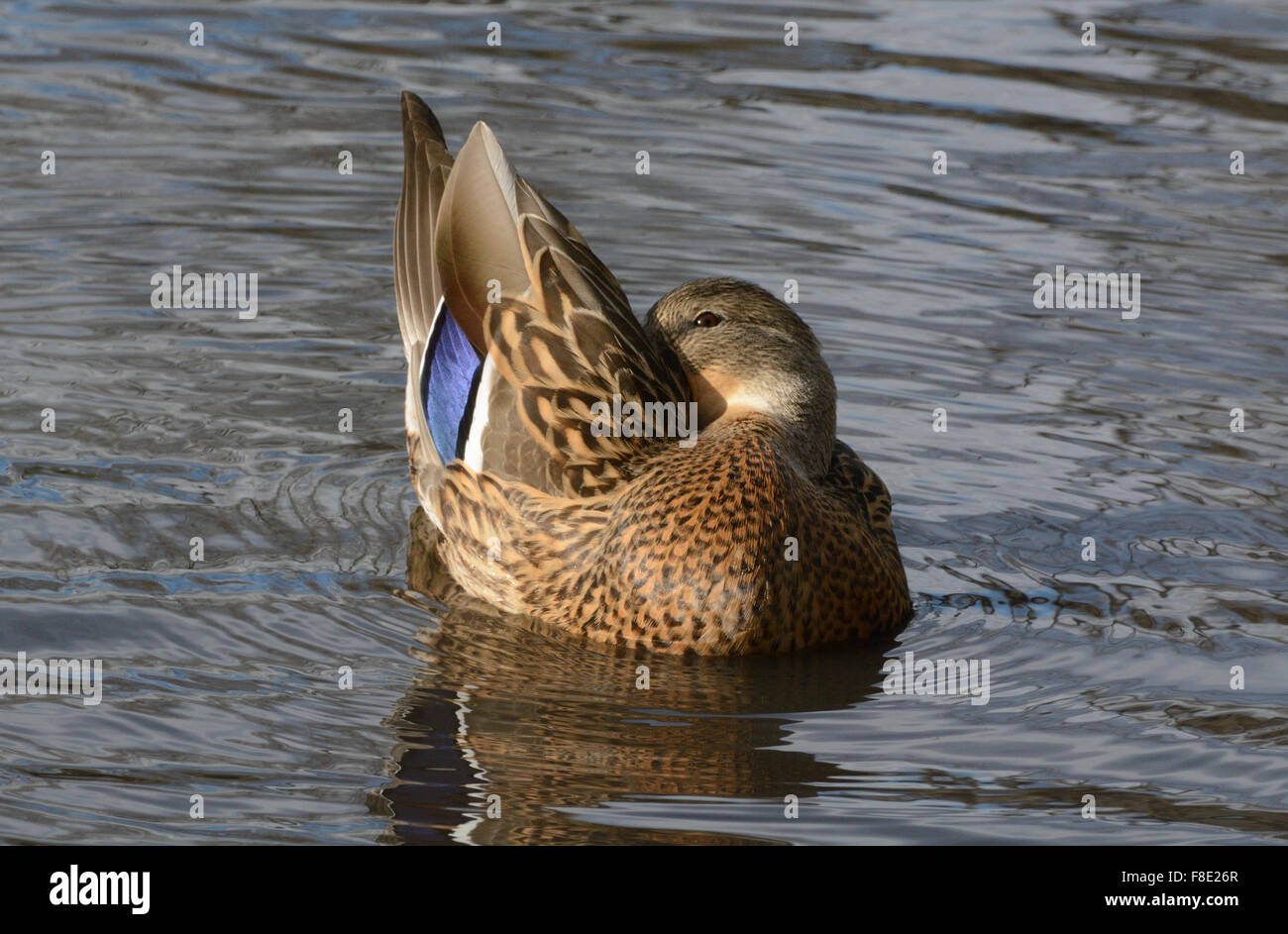Mallard Ente Huhn Federn putzen Stockfoto