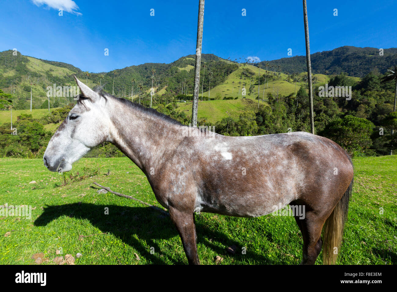 Kleine graue Pferd stehend in den grünen Weiden der Cocora-Tal mit riesigen Wachs Palmen in der Nähe von Salento, Kolumbien Stockfoto