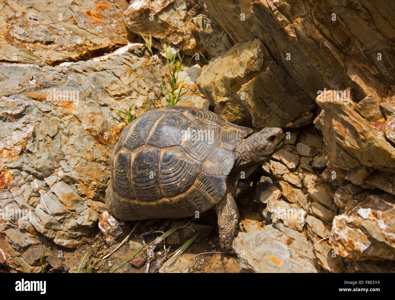 Griechische Schildkröte (Testudo Graeca Ibera) auf Kos, Griechenland Stockfoto