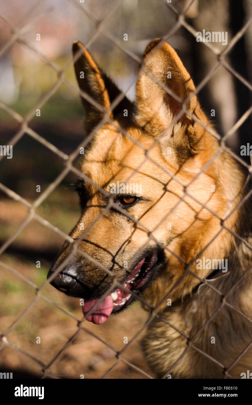 Hund hinter einem Zaun Stockfoto
