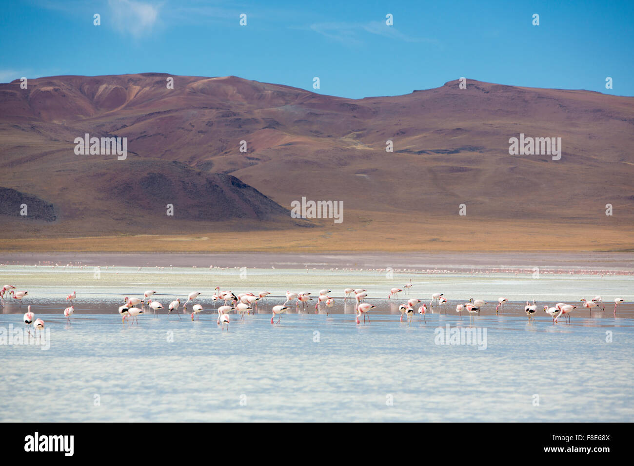 Gruppe von Flamingos fliegen auf der Lagune, Bolivien Stockfoto
