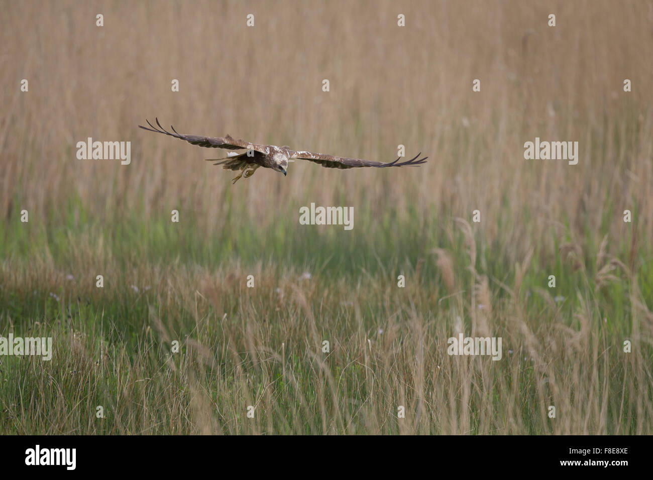 Rohrweihen im Flug von der Jagd über Gras- und Schilf Stockfoto