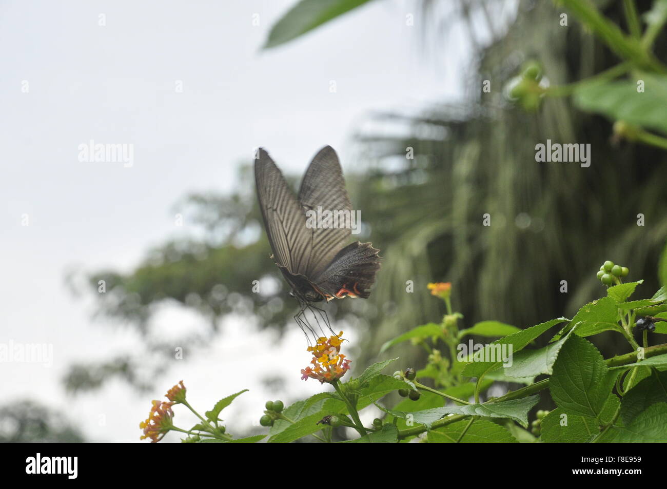 Scharlachroter Schwalbenschwanz Schmetterling, Flores, Indonesien, Asien Stockfoto