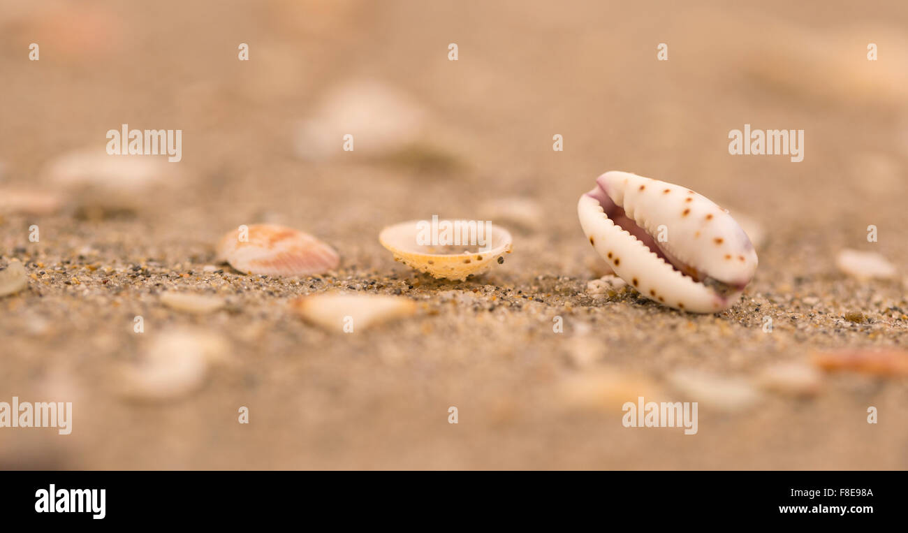 Mund geformt Muschel eine Meeresschnecke Lamellaria am Strand fotografiert am Mittelmeer, Israel Stockfoto