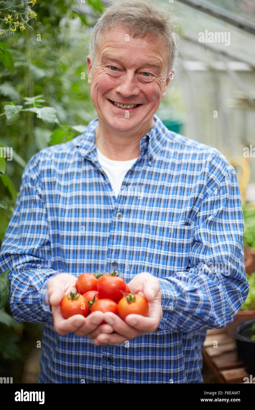 Senior Woman im Gewächshaus mit nach Hause angebauten Tomaten Stockfoto