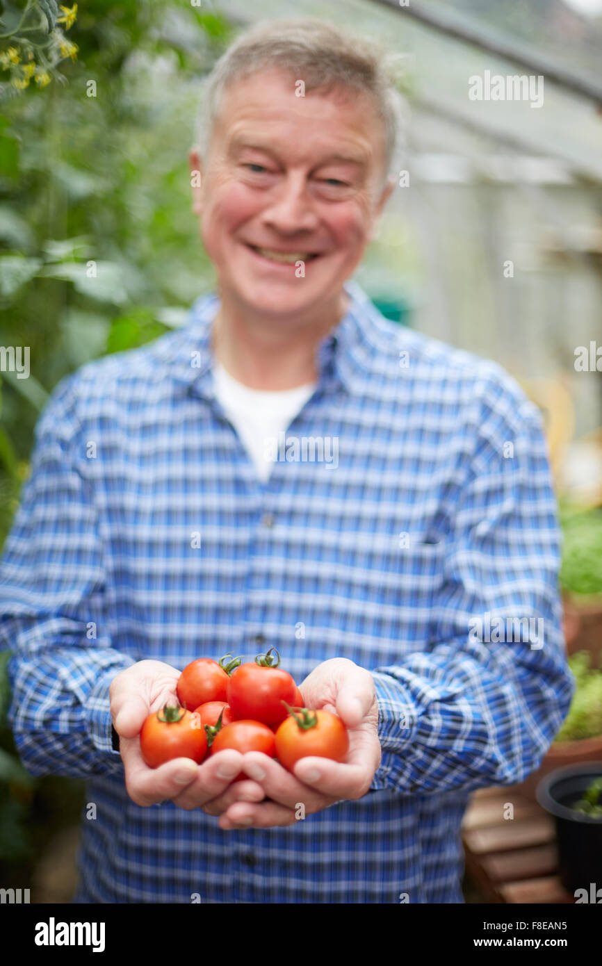 Senior Woman im Gewächshaus mit nach Hause angebauten Tomaten Stockfoto