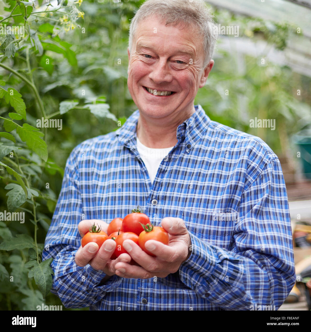 Senior Woman im Gewächshaus mit nach Hause angebauten Tomaten Stockfoto