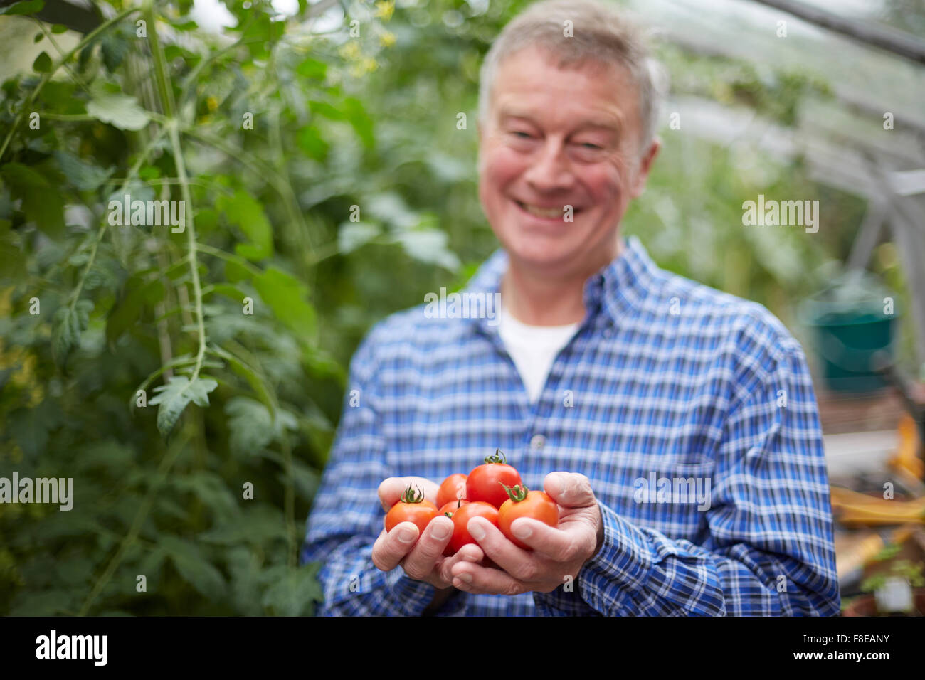 Senior Woman im Gewächshaus mit nach Hause angebauten Tomaten Stockfoto