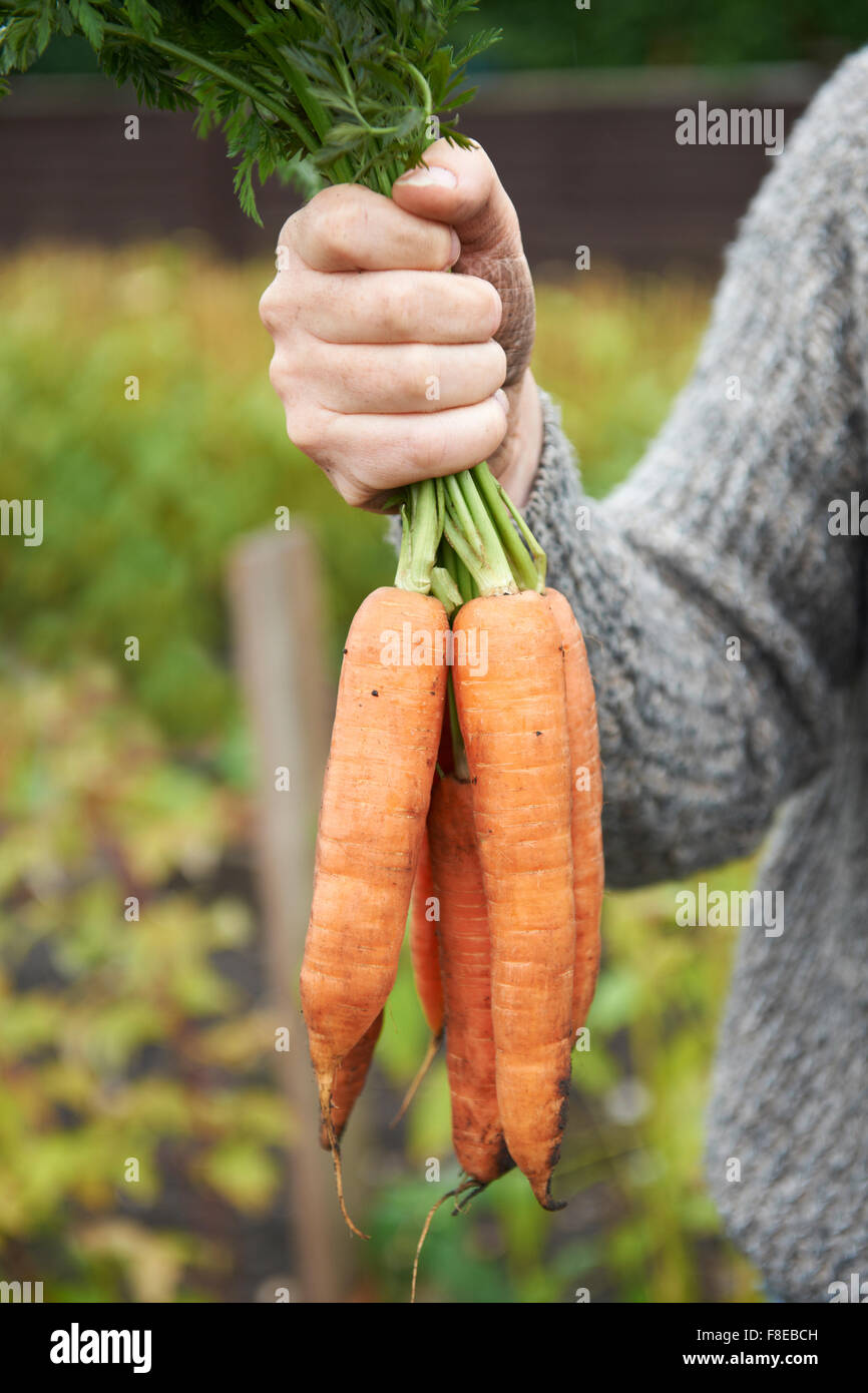 Mann mit Haufen von Hause angebauten Karotten Stockfoto