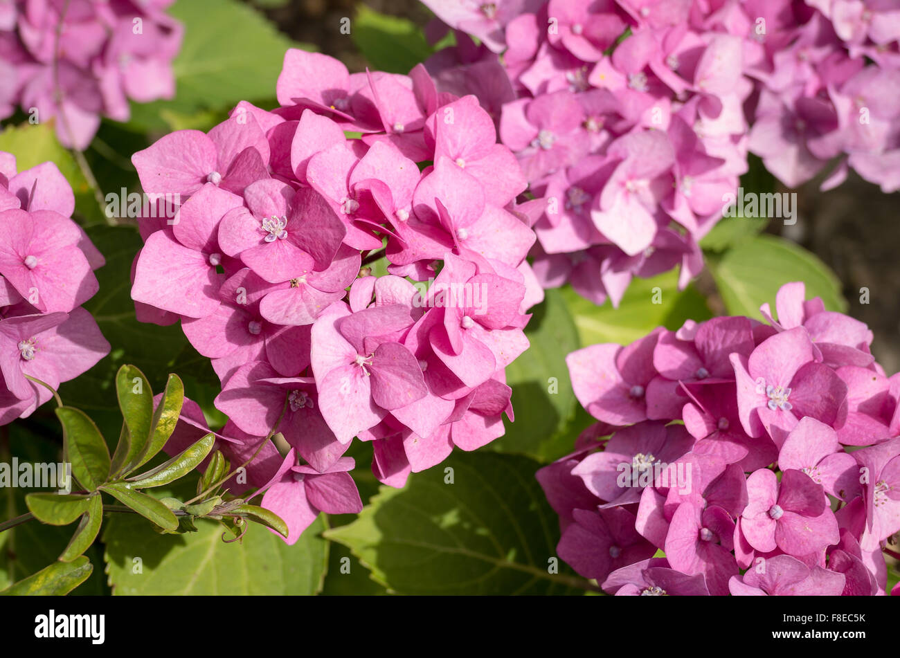 Hortensie Schwarz Stahl Zsasa in Blüte Stockfoto