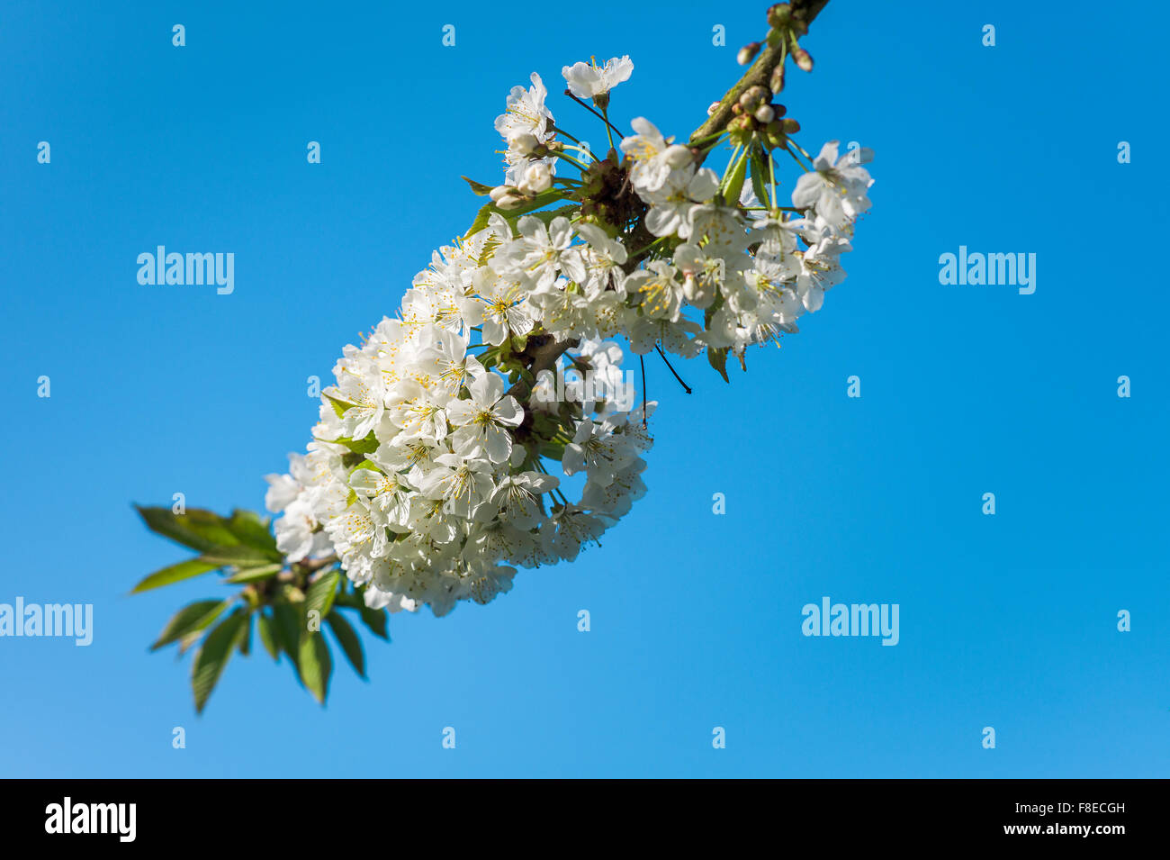 Dichten Büscheln von weißen Kirschblüten vor blauem Himmel Stockfoto