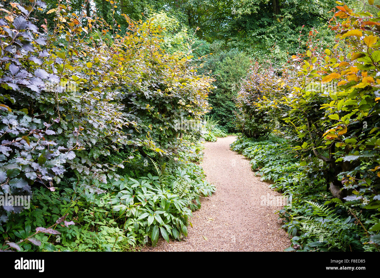 Weg durch niedrige Bäume und Sträucher in einem Wald Garten