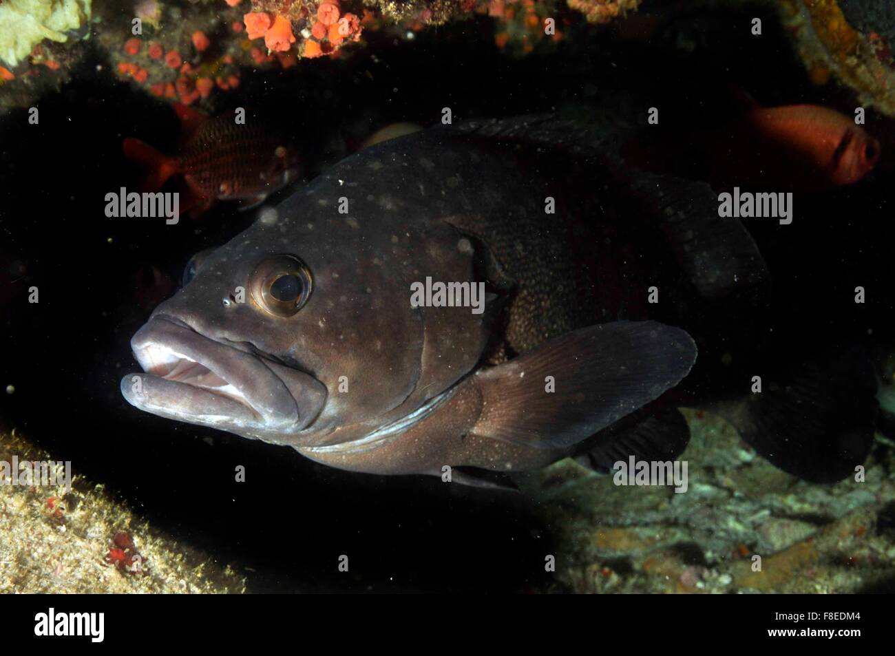 Tropischer Grouper (Epinephelus polyphekadion) in einer Höhle. Seychellen Stockfoto