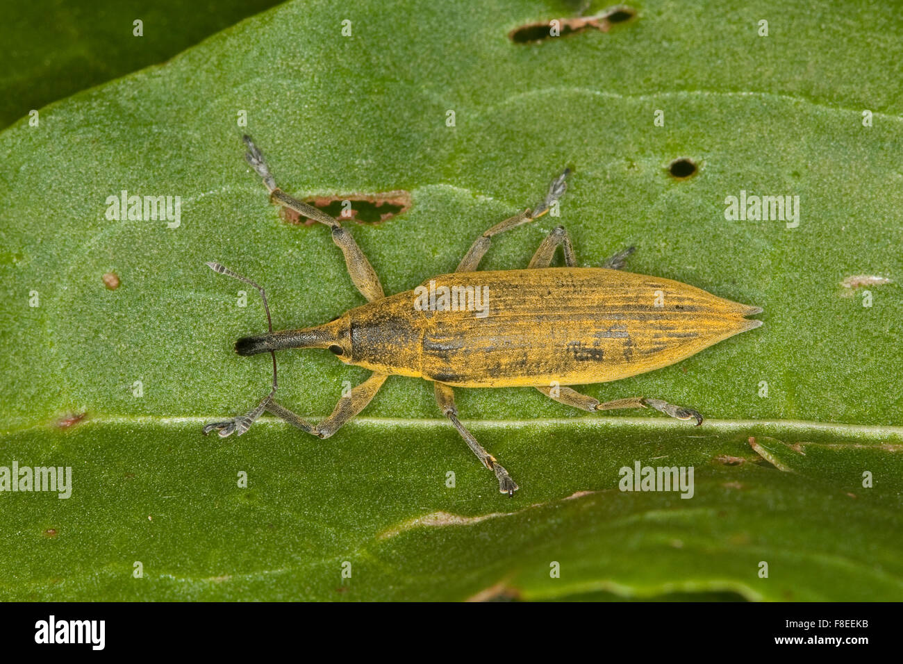 Gelb, Rüsselkäfer, Sumpfrüssler, Sumpf-Rüsselkäfer, Schierlingsrüssler, Schierlingsrüßler, Schierlings-Rüssler, Lixus iridis Stockfoto