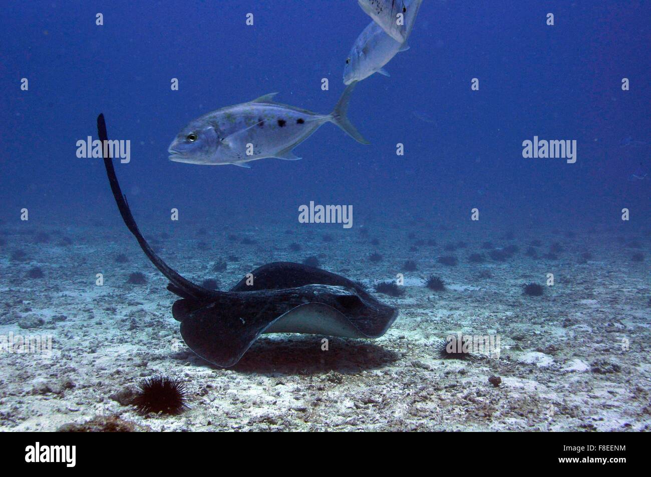 Schwarzer Stingray (Taeniurops meyeni) auf einem Sandboden mit trevallisch silbernem Fisch, Unterwasserfotografie. Stockfoto