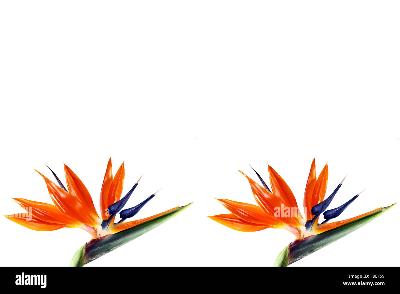 zwei Paradiesvogel Blume auf weißem Hintergrund Stockfoto