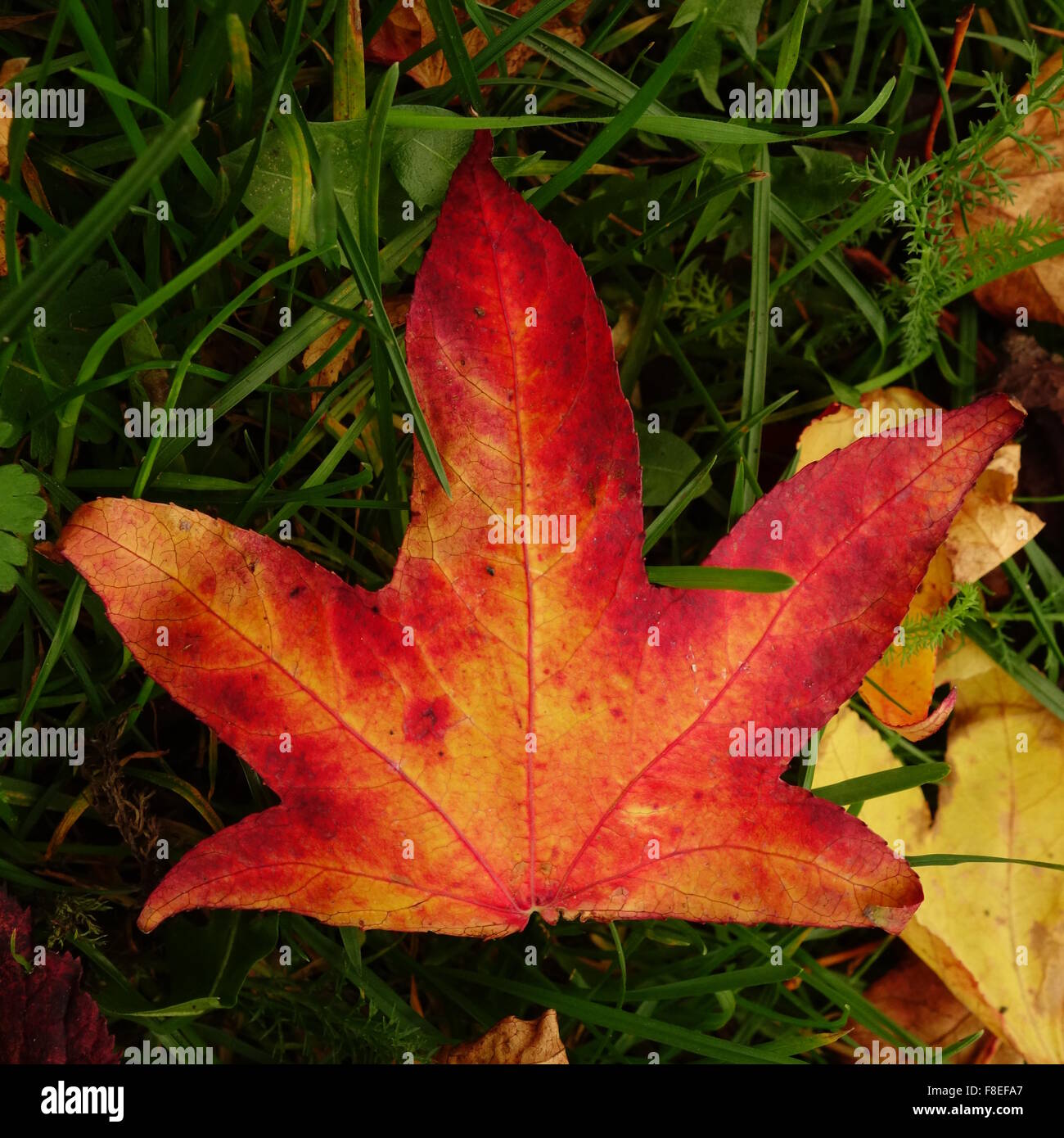 Rotes liquidambar blatt Fotos und Bildmaterial in hoher Auflösung Alamy