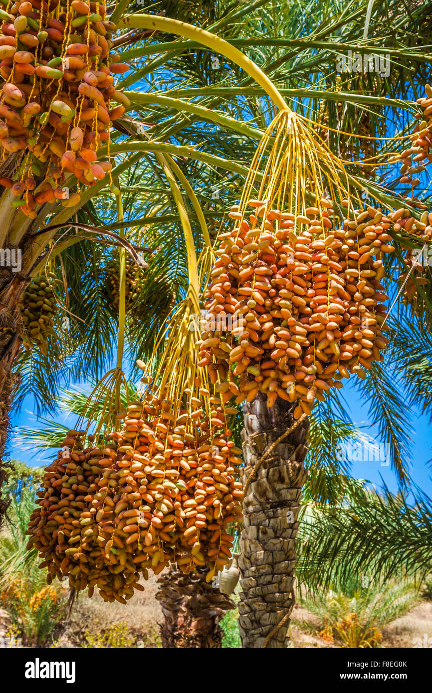 Tunesien, Bio Termine auf der Palme in Tunesien Sonne Reifen. Stockfoto
