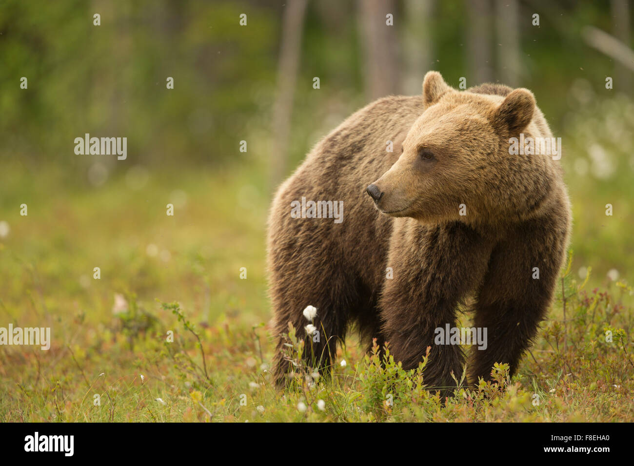 Europäischer Braunbär (Ursus Arctos Arctos) Erwachsenen, Finnland. Stockfoto