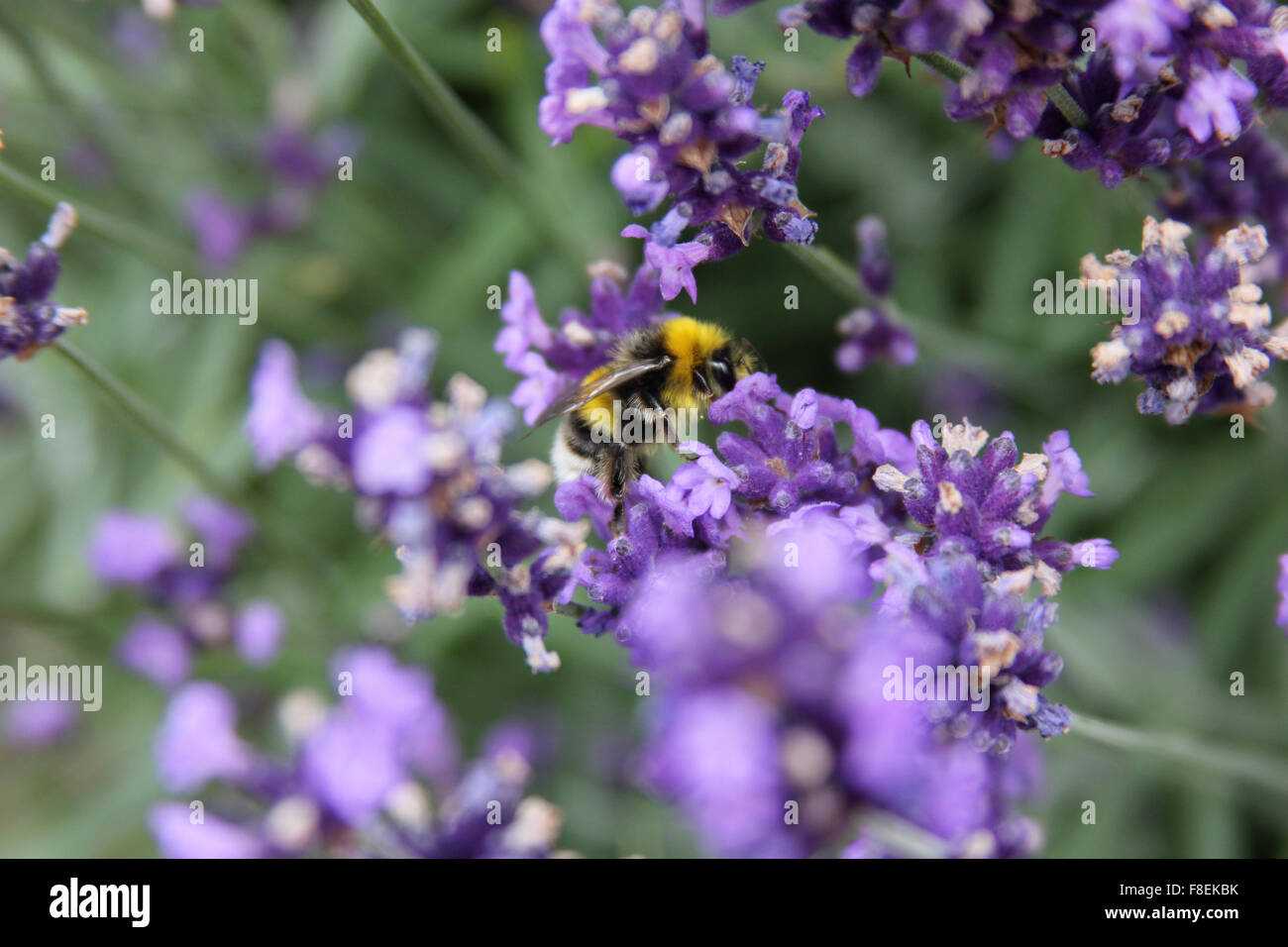 Männliche Hummel (Bombus Lucorum) auf Lavendel (Lavandula) Stockfoto