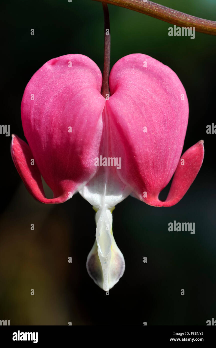 Nahaufnahme von einem Dicentra Spectabilis mit herzförmigen Blüten an zarten Stielen hängen. Stockfoto