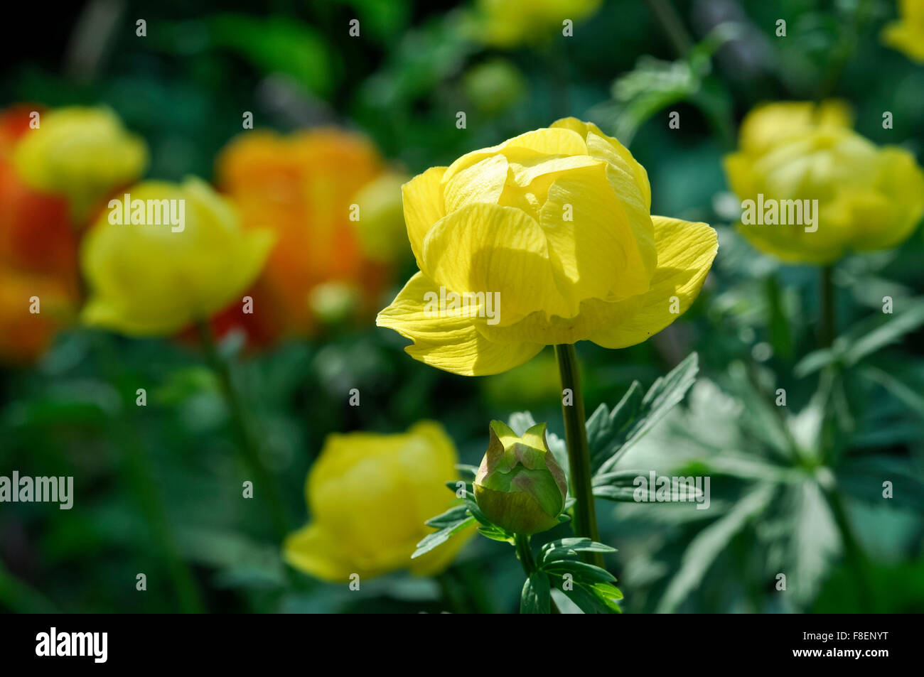 Nahaufnahme von einem Globeflower (Trollius Europaeus) mit gelben Blüten in einem englischen Garten im Frühsommer. Stockfoto