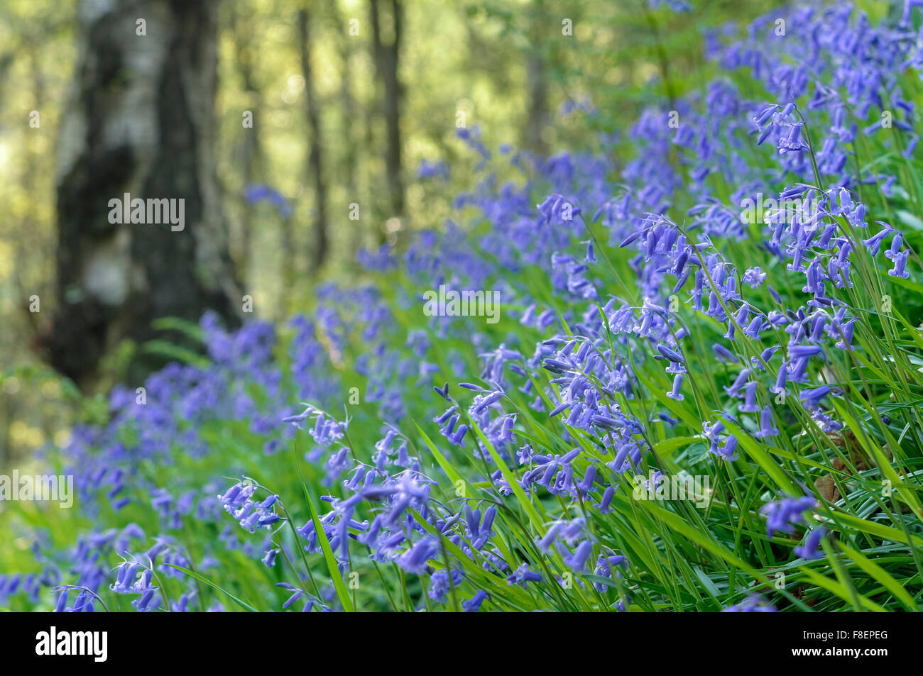 Schöne Masse von Glockenblumen in einem englischen Waldgebiet im Frühjahr. Niedrigen Winkel Ansicht mit weichen grünen Hintergrund. Stockfoto