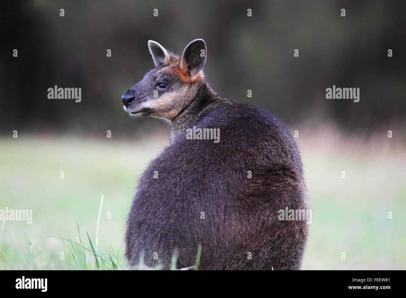 Swamp Wallaby (Wallabia bicolor) sitzt auf einer Wiese auf Phillip Island, Victoria, Australien. Stockfoto