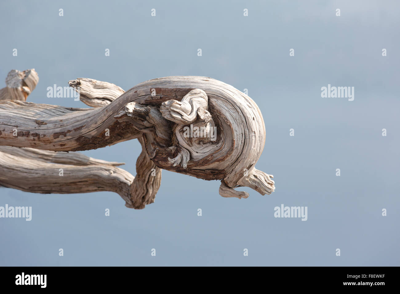 Knorrige Holz in Crater Lake National Park ist ein Drachenkopf. Stockfoto