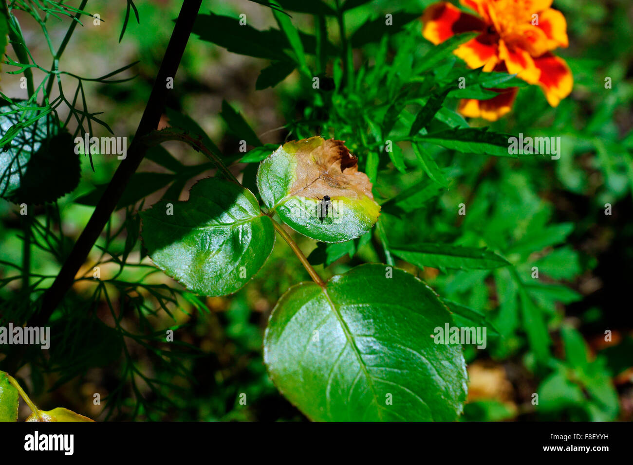 FLIEGEN SIE MIT EINEM STERBENDEN BLATT Stockfoto