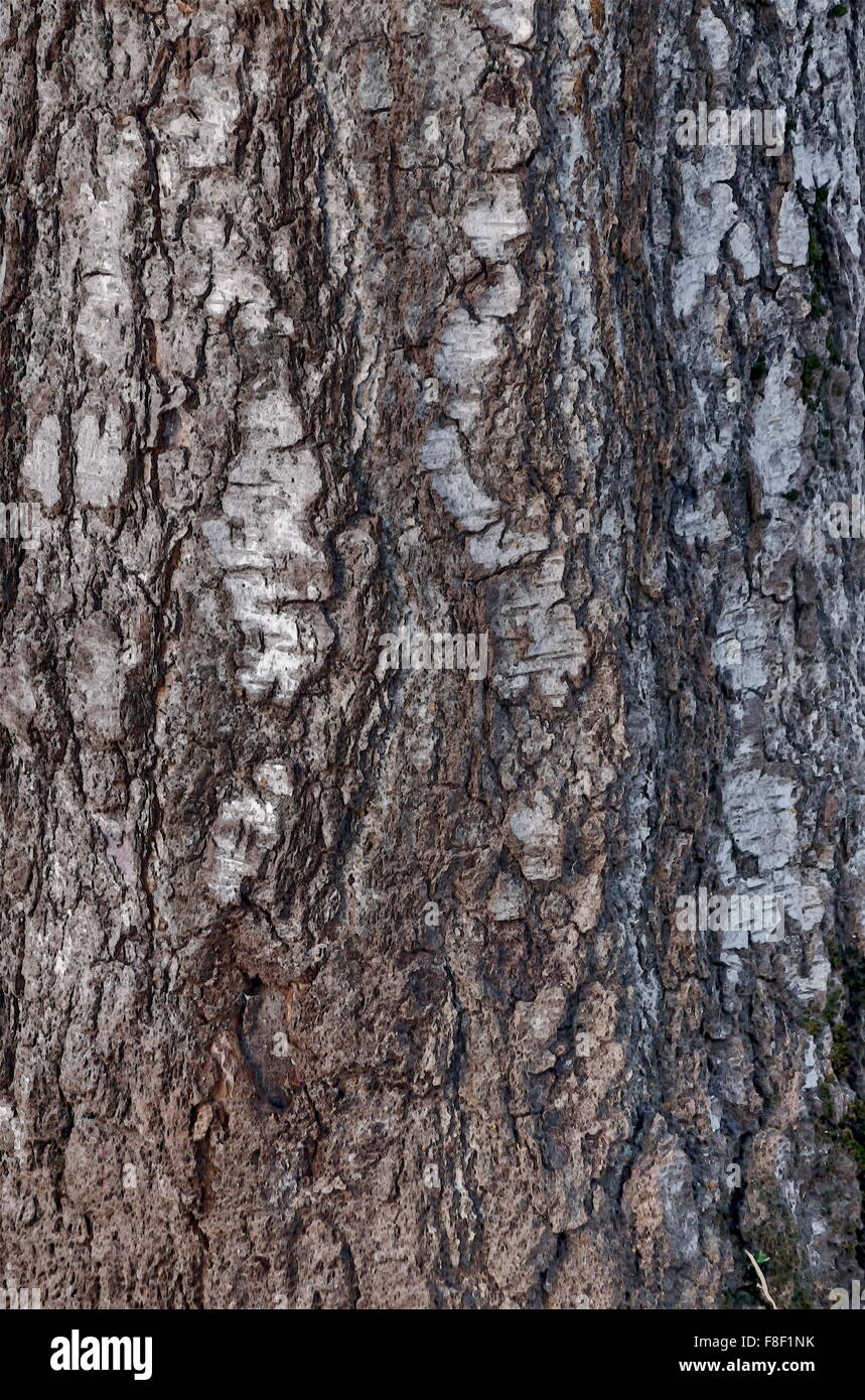 Rinde der alten Baum Hintergrund - leuchtenden Rand Stockfoto