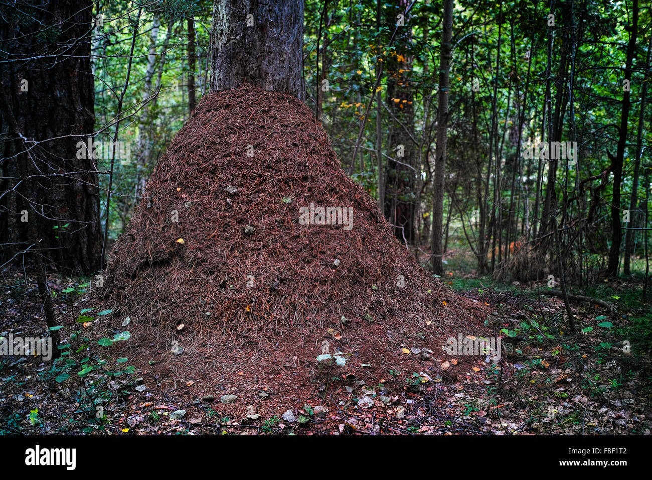 Großen Ameisenhaufen im Wald. Stockfoto