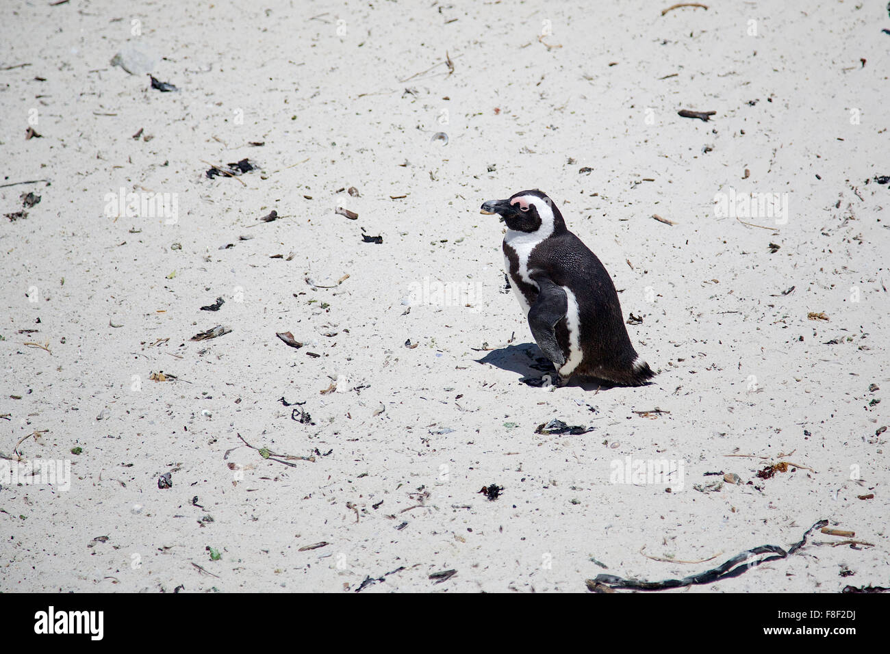 Eine afrikanische Pinguin allein zu Fuß Stockfoto