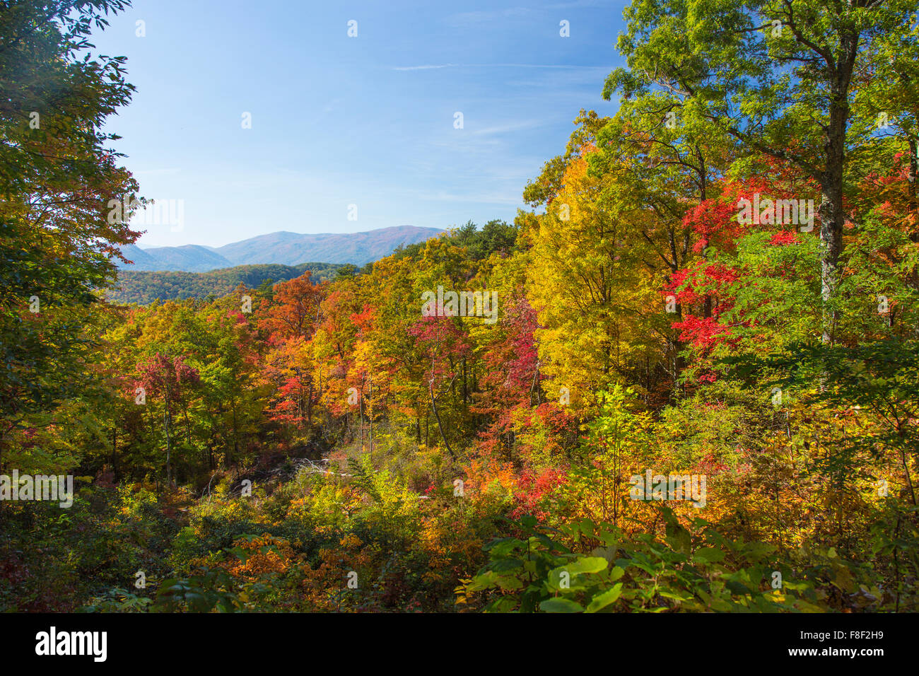Herbstfarben auf die Roaring Fork Motor Naturlehrpfad im Great Smoky Mountains National Park in Tennessee Stockfoto