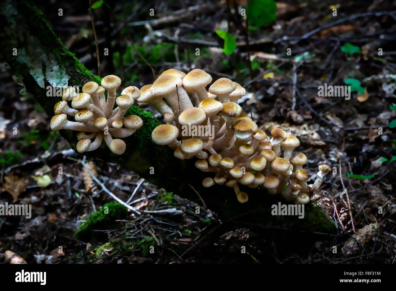 Armillaria Mellea. Stockfoto