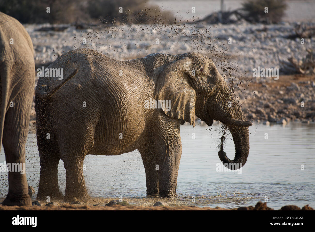 Einen Elefanten Baden durch das werfen Wasser über sich selbst auf die Okaukuejo, Etosha Nationalpark, Namibia Stockfoto
