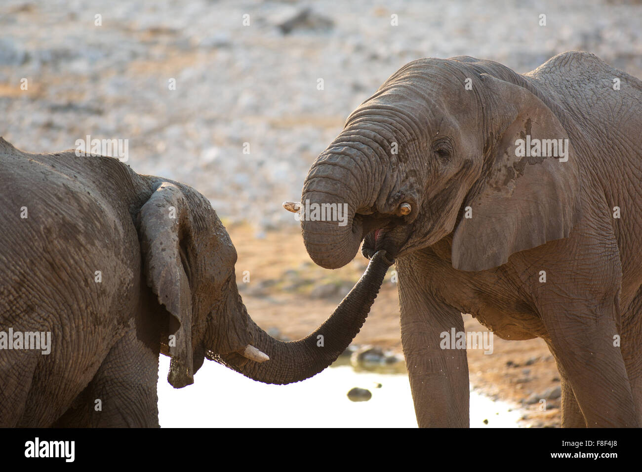 Zwei Elefanten Gruß einander an das Wasserloch von Okaukuejo, Etosha Nationalpark, Namibia. Stockfoto