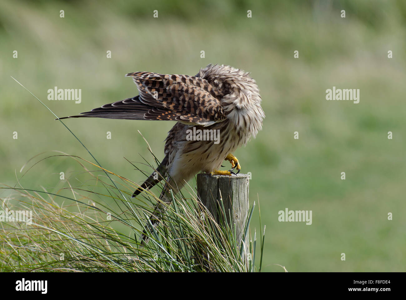 Wilde Turmfalken; Falco Tinnunculus; putzen, während auf Zaunpfosten in Lancashire, England, UK Stockfoto