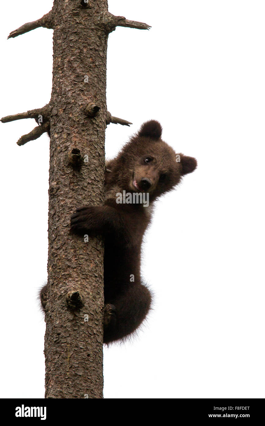 Braunbär (Ursus Arctos) Cub Kiefer klettern und blickte auf weißen Hintergrund Stockfoto